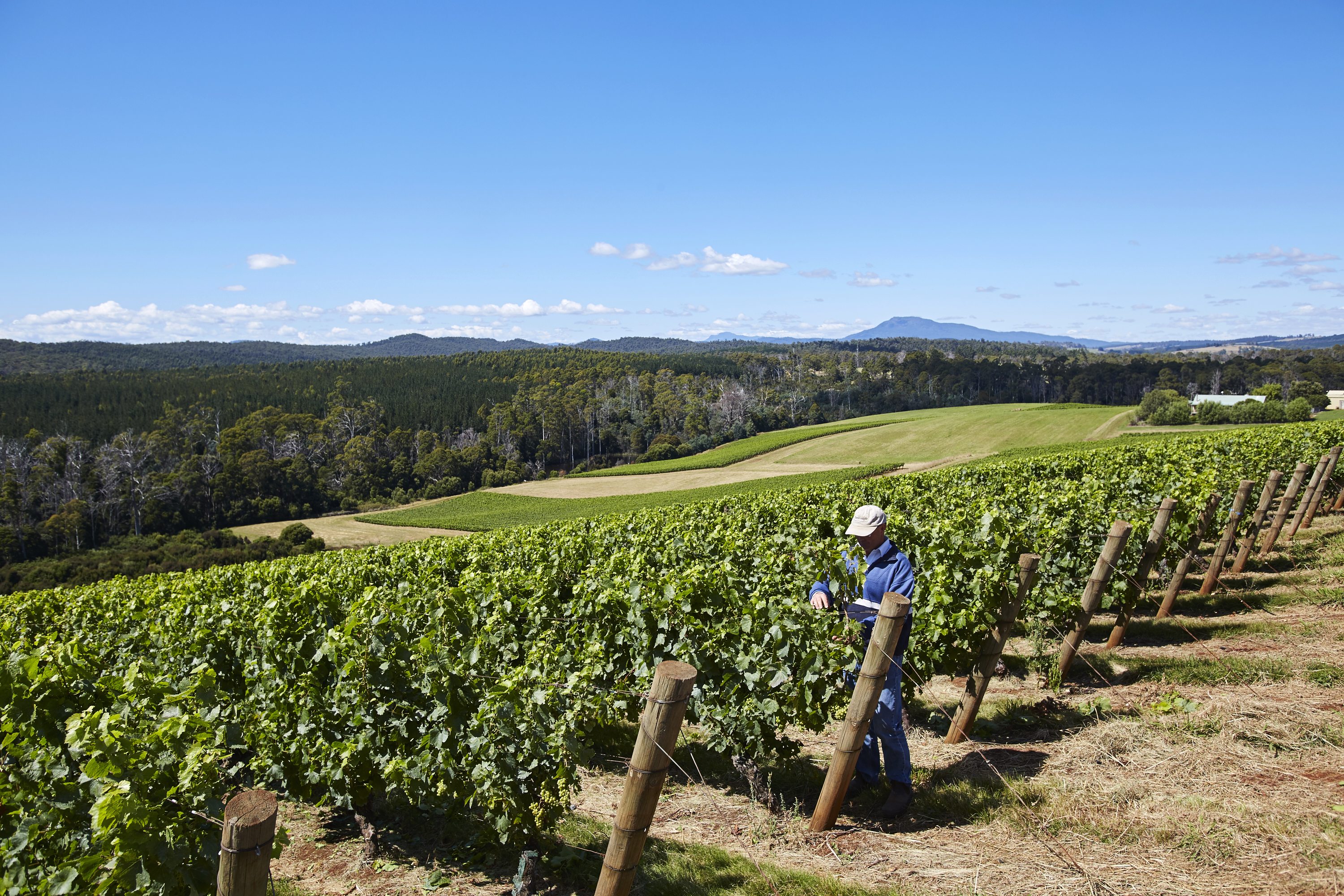 A worker in the vineyard